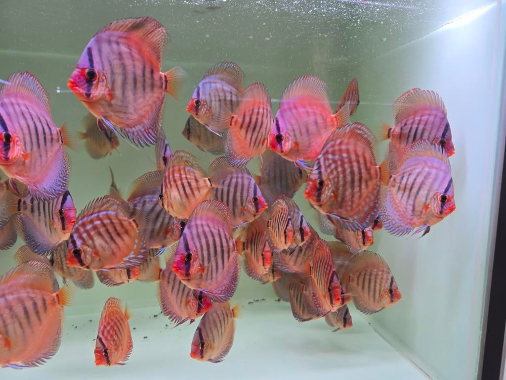 Discusvissen, Dieren en Toebehoren, Vis, Zoetwatervis, Schoolvis