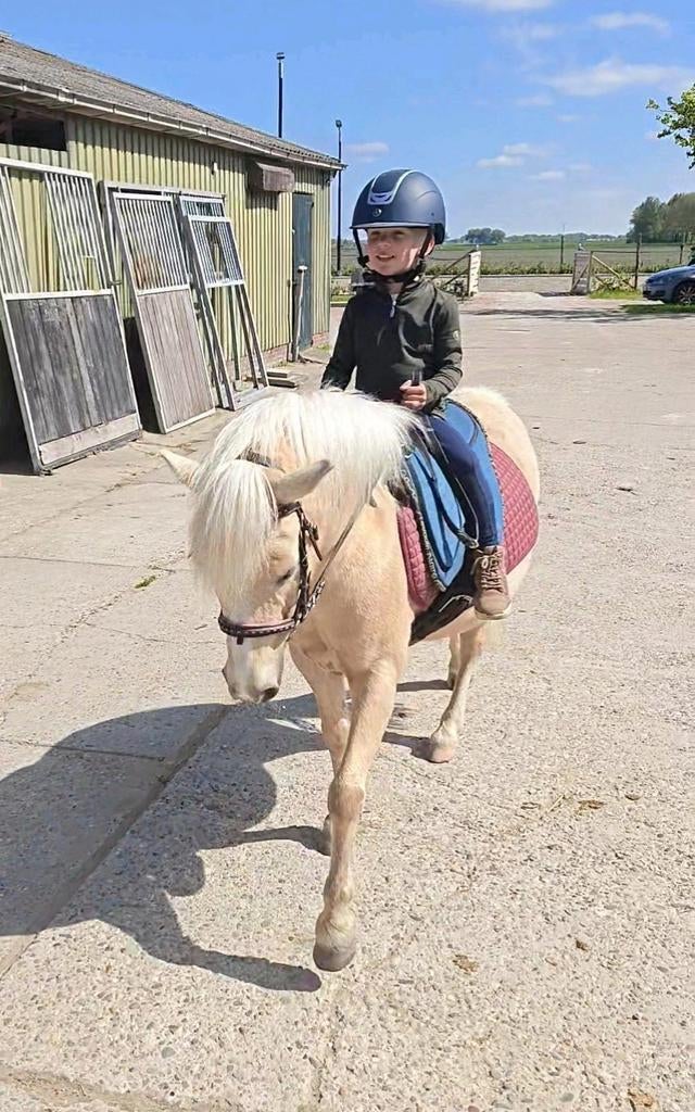Verzorgpony aangeboden, Bijrijder/verzorgster gezocht, Dieren en Toebehoren, Ophalen of Verzenden