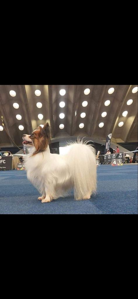 Vlinderhondje ter dekking aangeboden, Reu, 1 tot 2 jaar, Eén hond, CDV (hondenziekte)