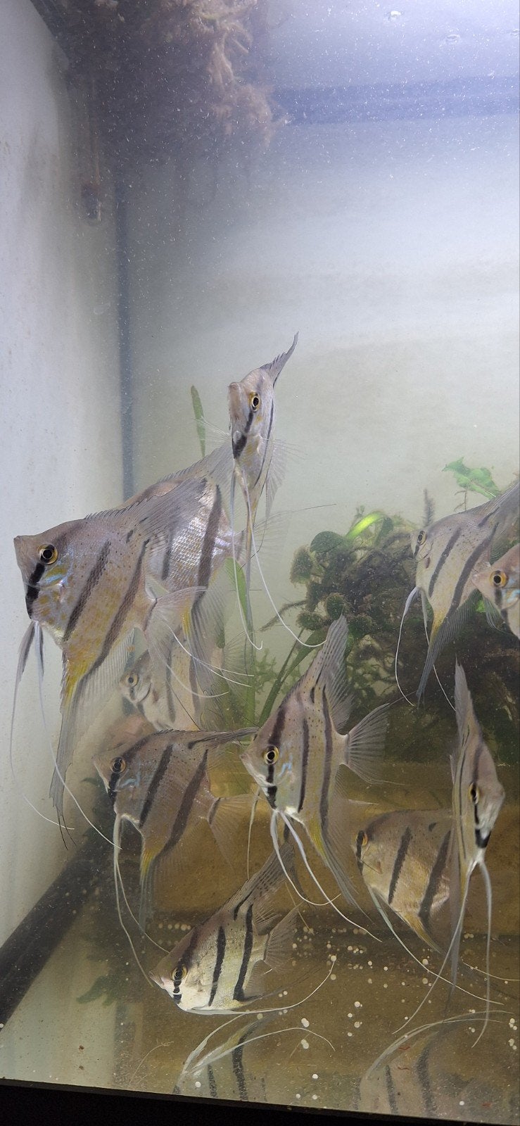 20 Maanvissen Rio Nanay, Dieren en Toebehoren, Vissen | Aquariumvissen, Vis, Zoetwatervis