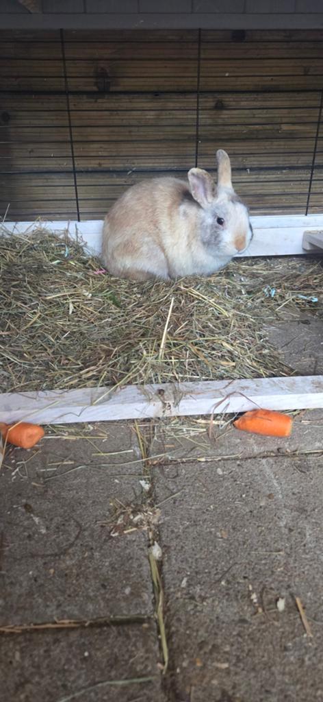 Lieve rammetje vandaag ophalen, Dieren en Toebehoren, Konijnen, Mannelijk, Dwerg