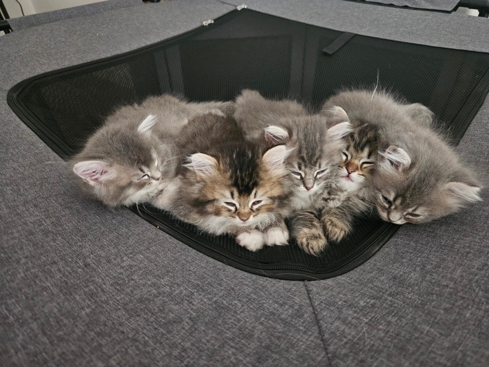 Ragdoll × Britse Langhaar kittens zoeken gouden mandje, Meerdere dieren, Langharig, 0 tot 2 jaar