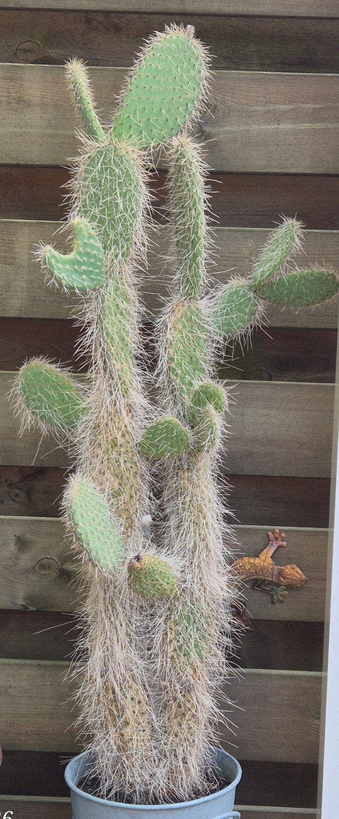 Opuntia leucotricha schijf cactus, Tuin en Terras, Planten | Tuinplanten, Ophalen, Overige soorten, Volle zon