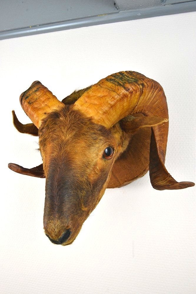 Taxidermie, ram BLOSSOM BROCANTE, Ophalen of Verzenden, Nieuw, Vogel, Opgezet dier