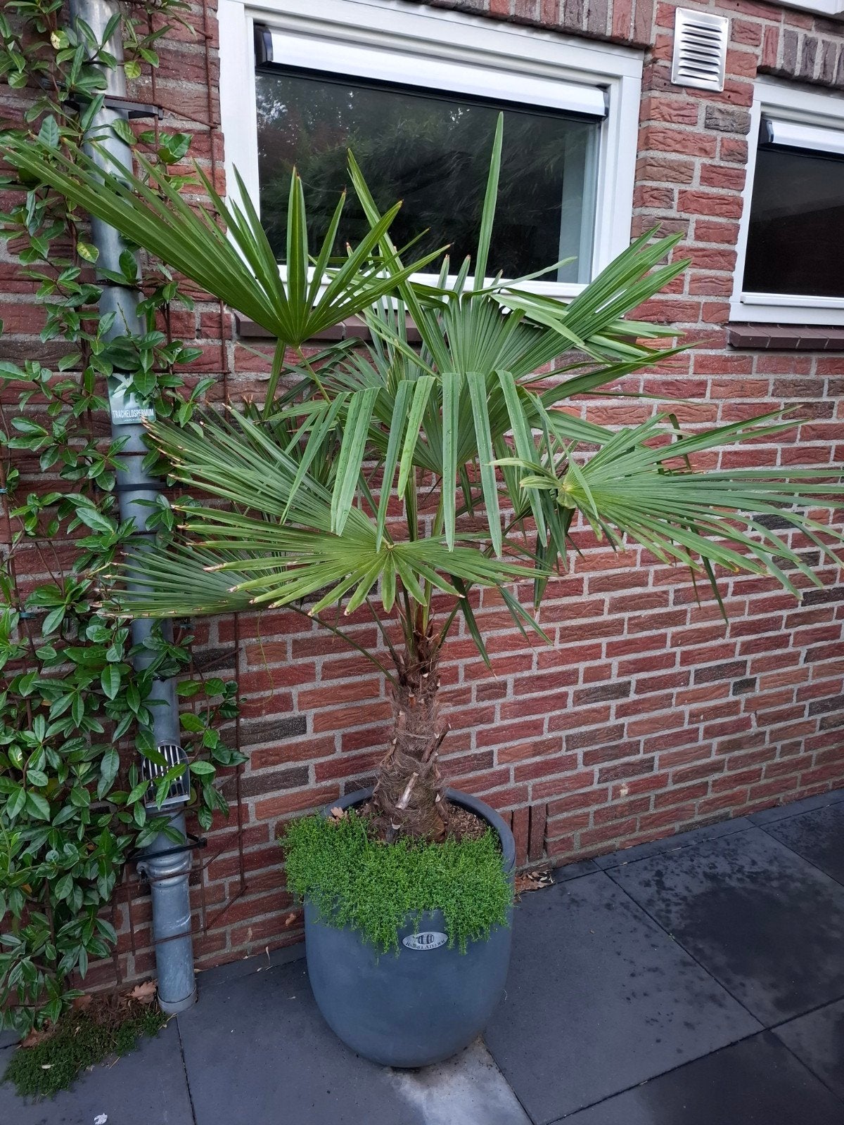 trachycarpus fortunei winterhard, Tuin en Terras, 100 tot 250 cm, Zomer, Palmboom, Ophalen