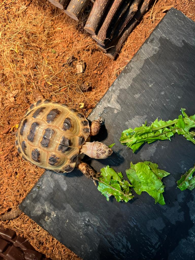 Russische landschildpadjes Tortoise - unknown for sale from DV