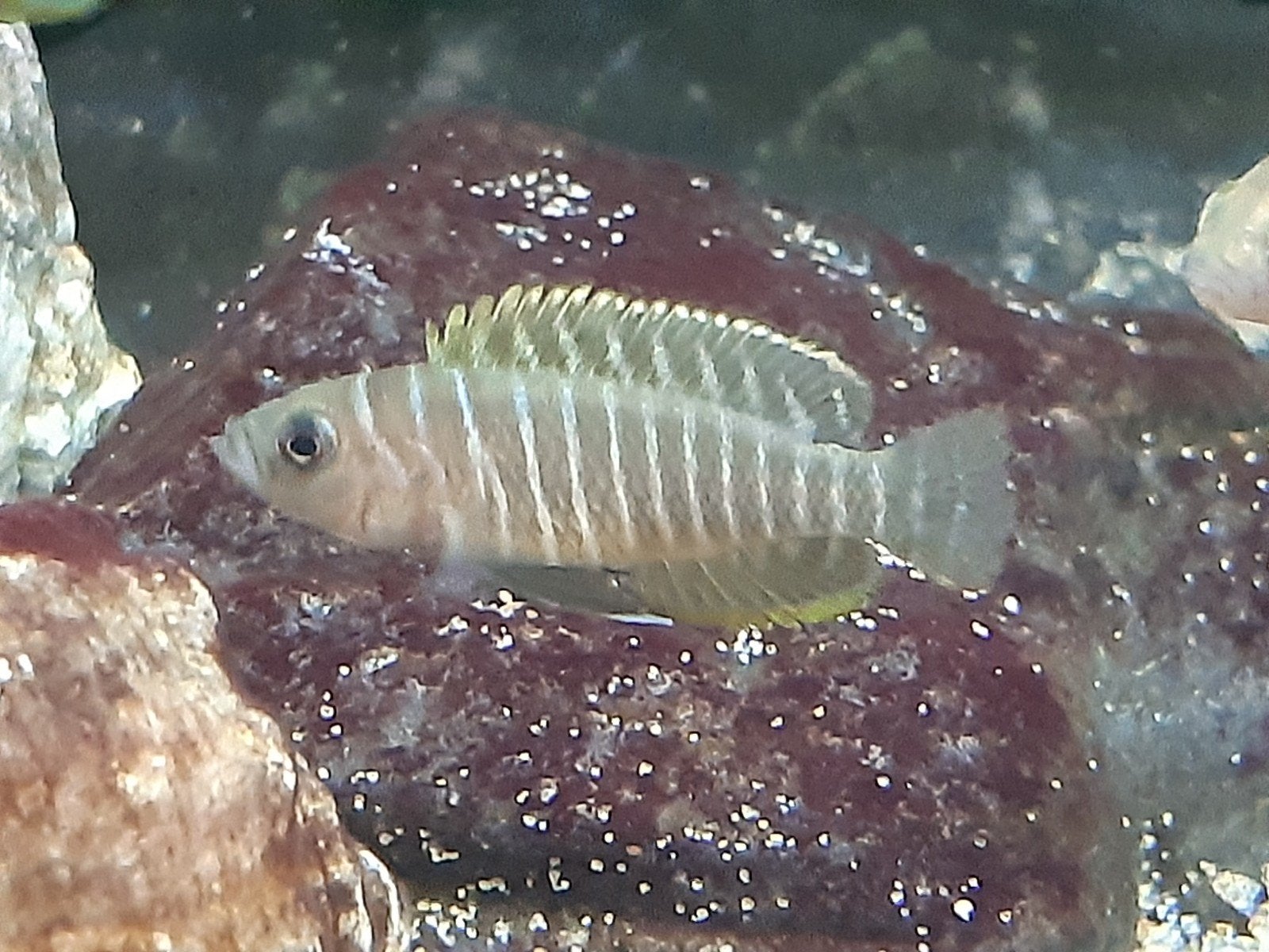 Tanganyika cichiden., Dieren en Toebehoren, Vissen | Aquariumvissen, Vis, Zoetwatervis, Schoolvis