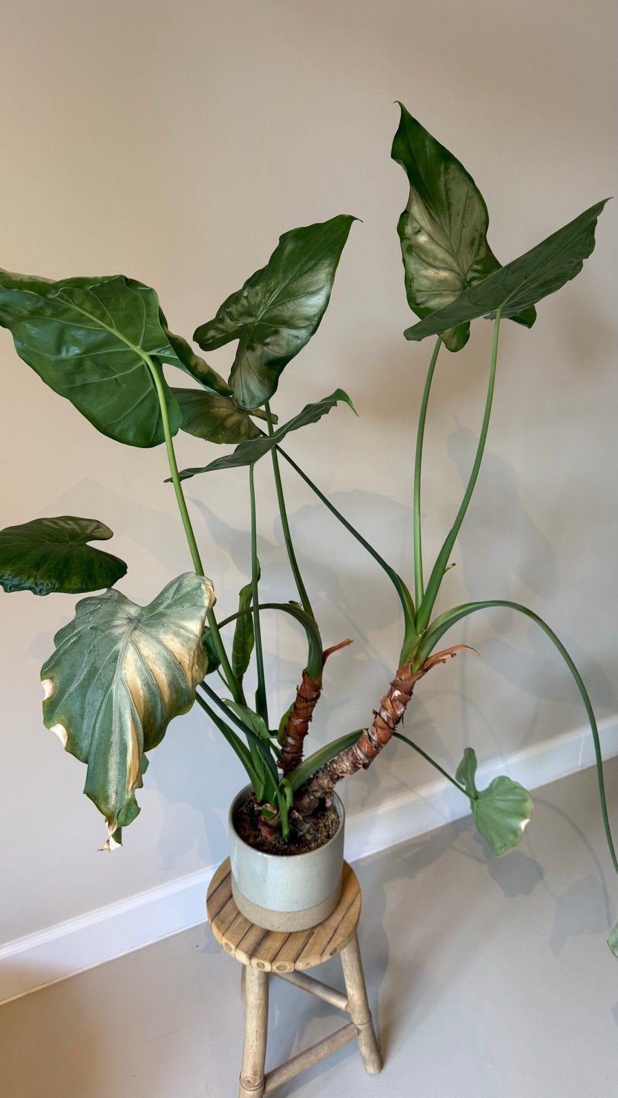 Kamerplant in pot met leuk krukje, Ophalen, 100 tot 150 cm, Overige soorten, Halfschaduw
