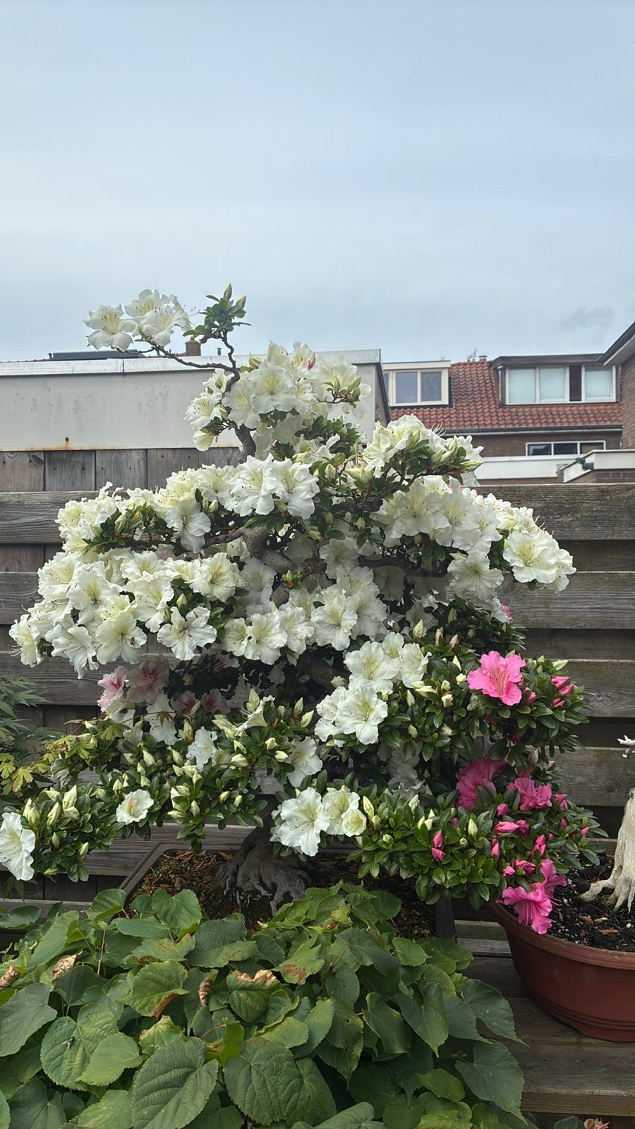 Bonsai Satsuki Azalea, Tuin en Terras, Planten | Tuinplanten, Overige soorten, Halfschaduw, Lente, Ophalen