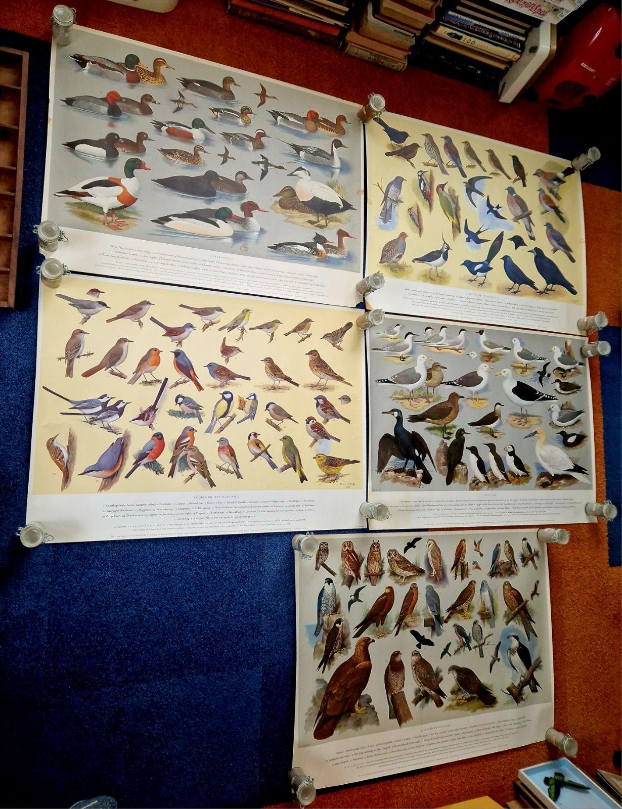 5 Grote Posters Vogels H.J. Slyper 1961, Verzenden, A1 t/m A3