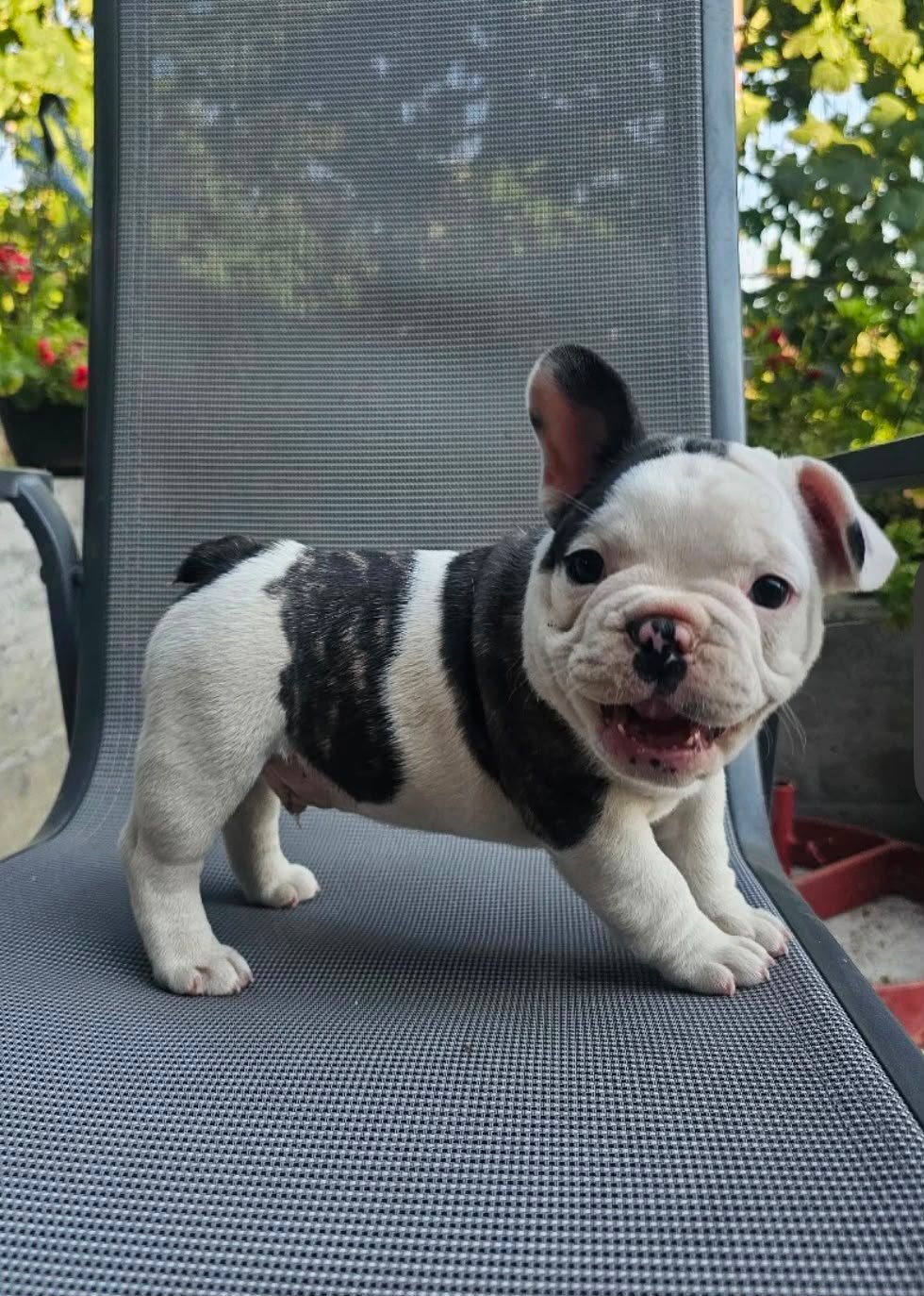 2 prachtige franse bulldog pups 8 weken ( reutjes ), Dieren en Toebehoren, Parvo, Reu, 8 tot 15 weken, Bulldog