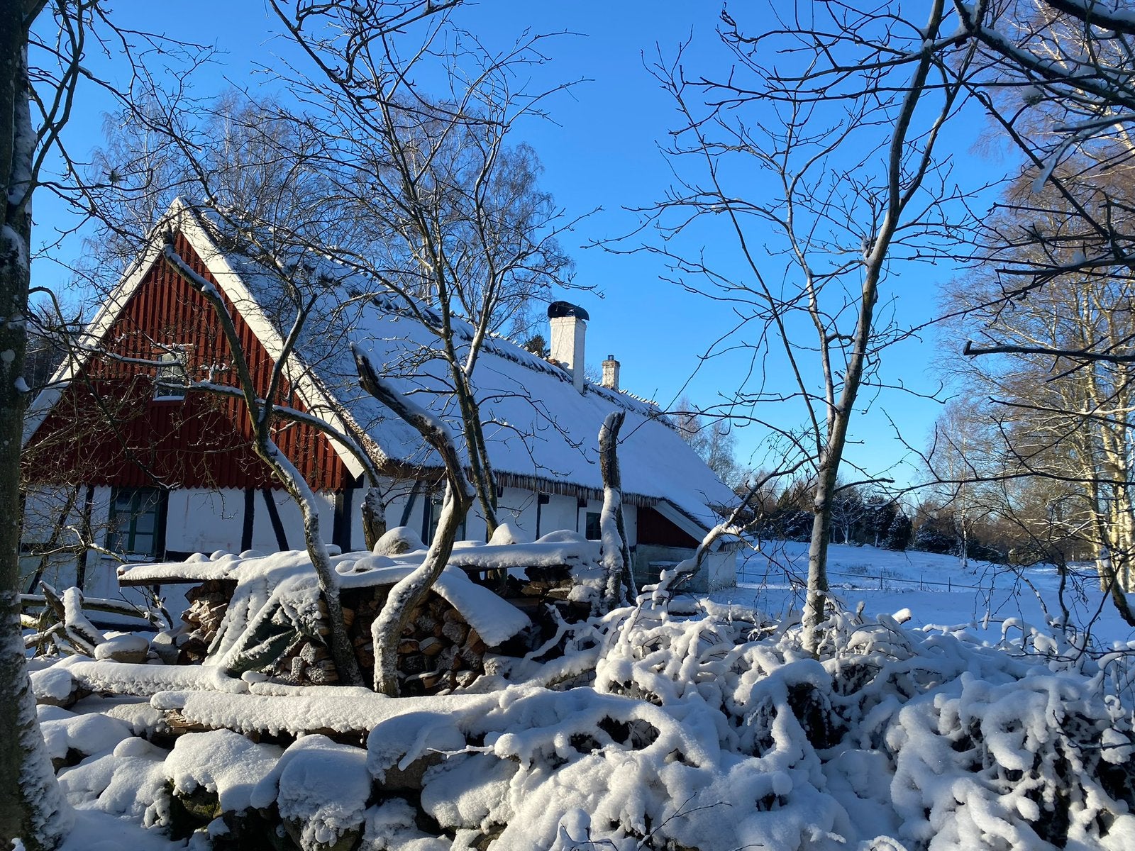 Met kerst eigen boom uit het bos halen?, Tv