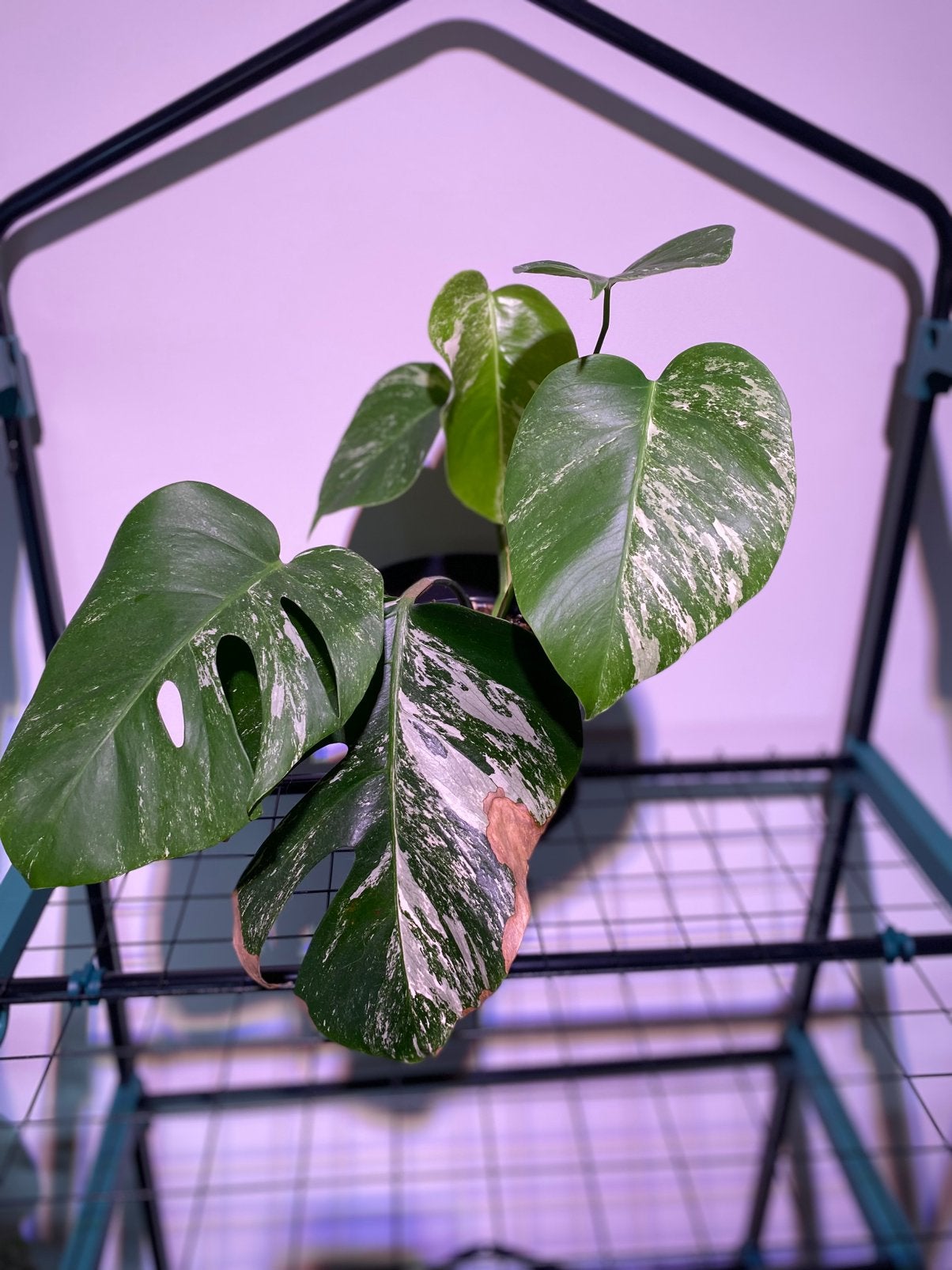 Monstera variegata , 2 in pot, Huis en Inrichting, Kamerplanten, Ophalen, In pot, Halfschaduw, Minder dan 100 cm