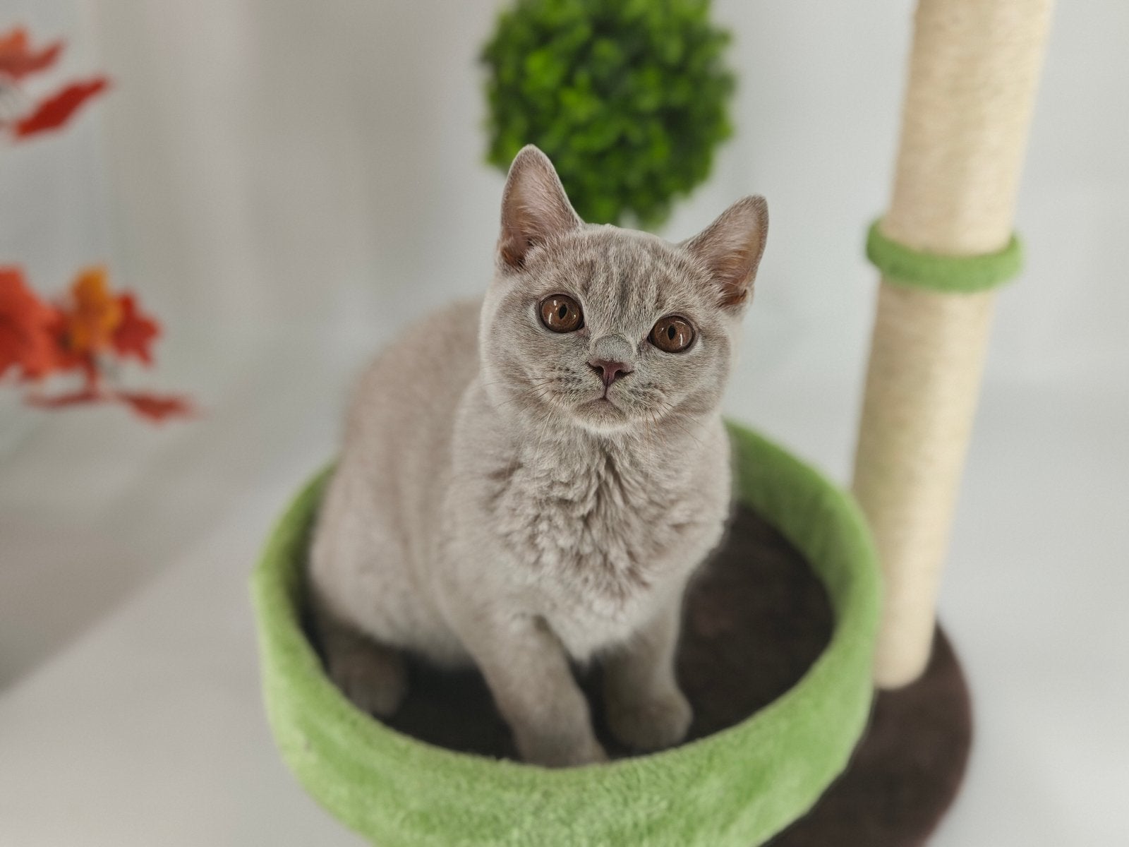 Brits britse korthaar kittens, Dieren en Toebehoren, Katten en Kittens | Raskatten | Korthaar, Meerdere dieren, Gechipt, 0 tot 2 jaar