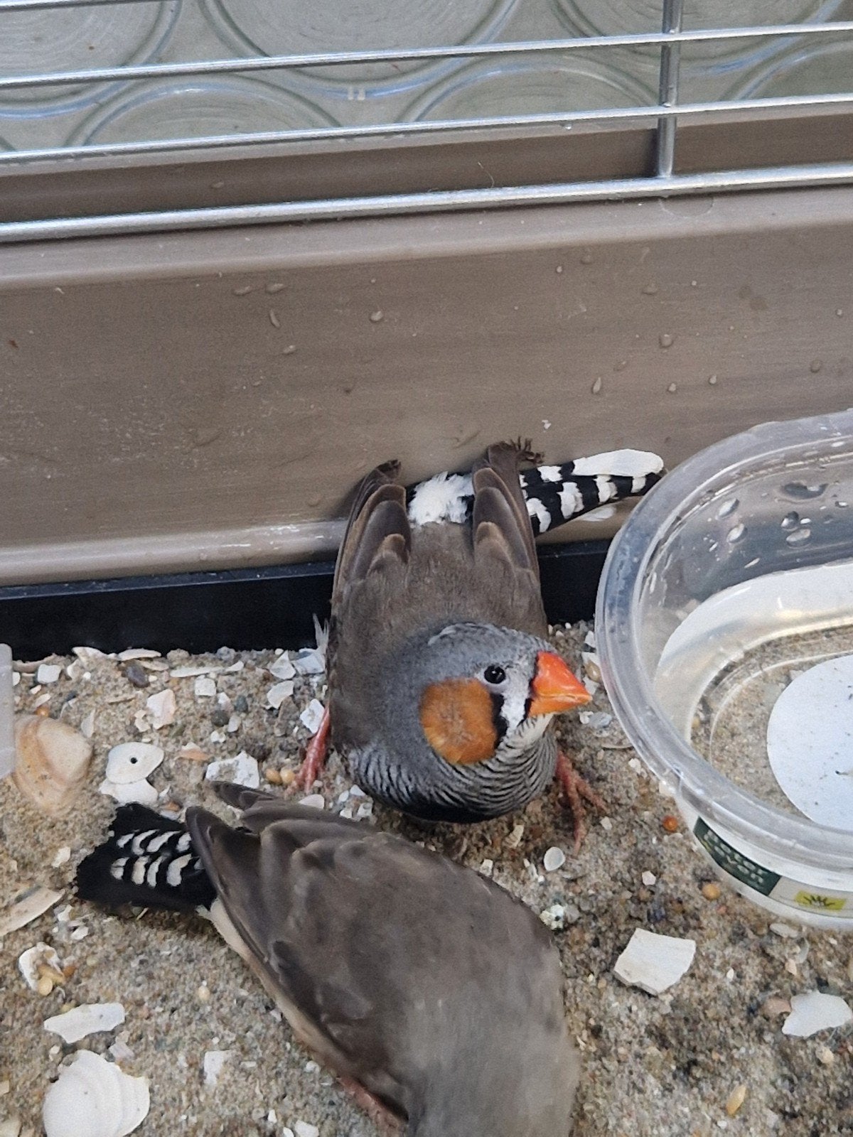 Zebravinken vogelkooi kooi zebravinken vogel volière, Dieren en Toebehoren, Meerdere dieren