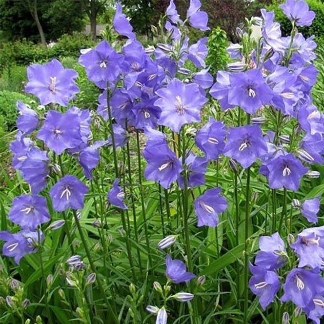 Bio zaden Prachtklokje - Campanula persicifolia | Inheems, Tuin en Terras, Bloembollen en Zaden, Zaad, Voorjaar, Volle zon, Verzenden