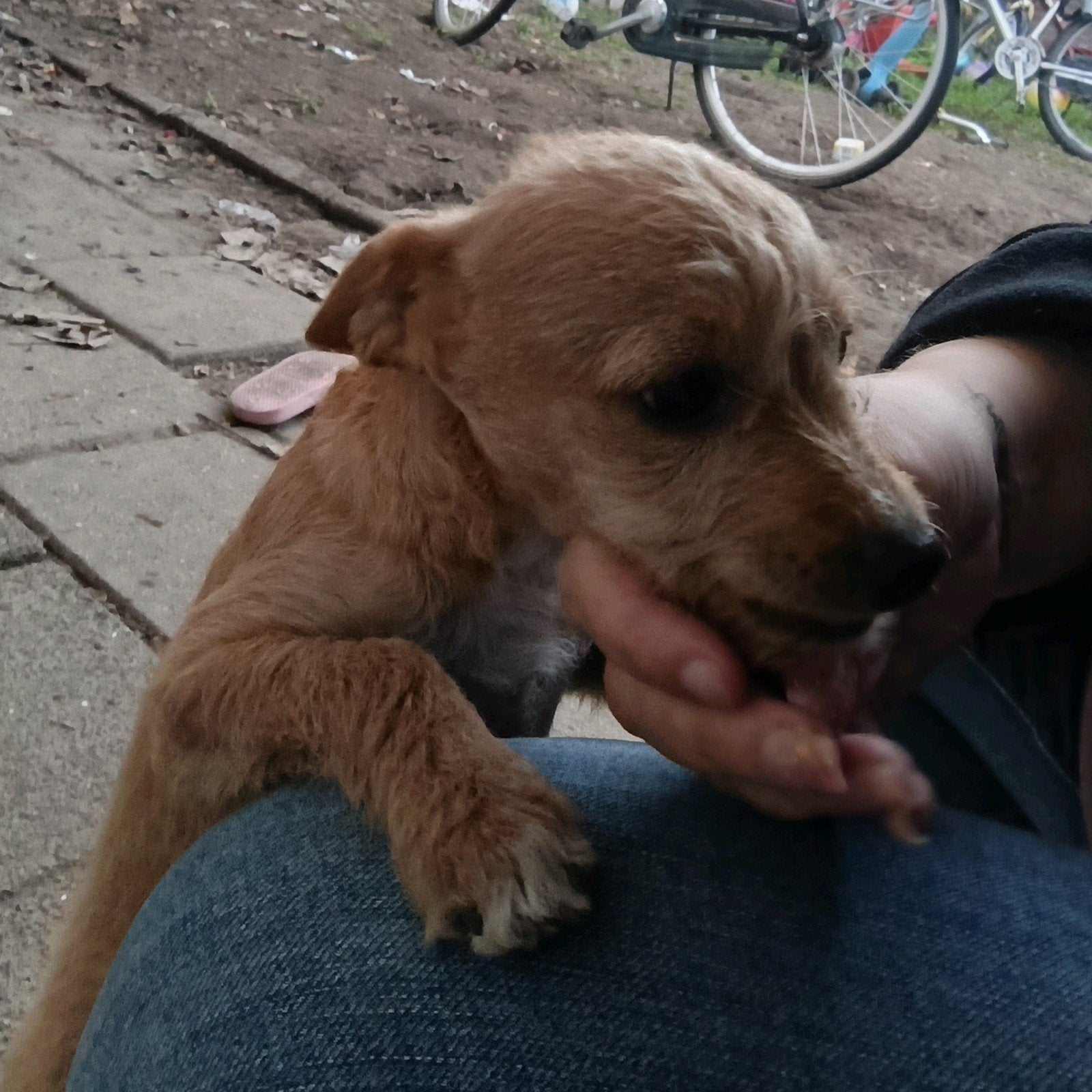 Nog 2 chihuahua x reutjes beschikbaar, 15 weken tot 1 jaar, Reu, CDV (hondenziekte), Eén hond