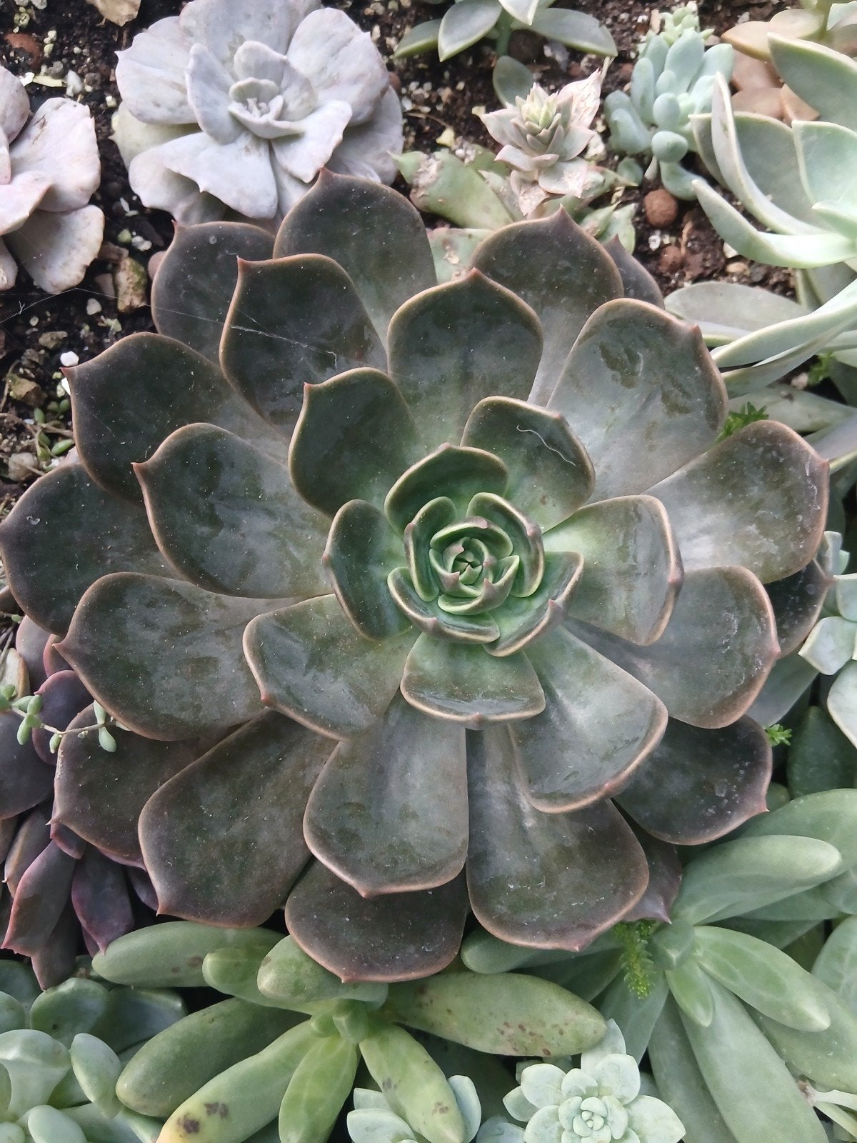 Vetplant succulent, Ophalen of Verzenden, Halfschaduw, Minder dan 100 cm