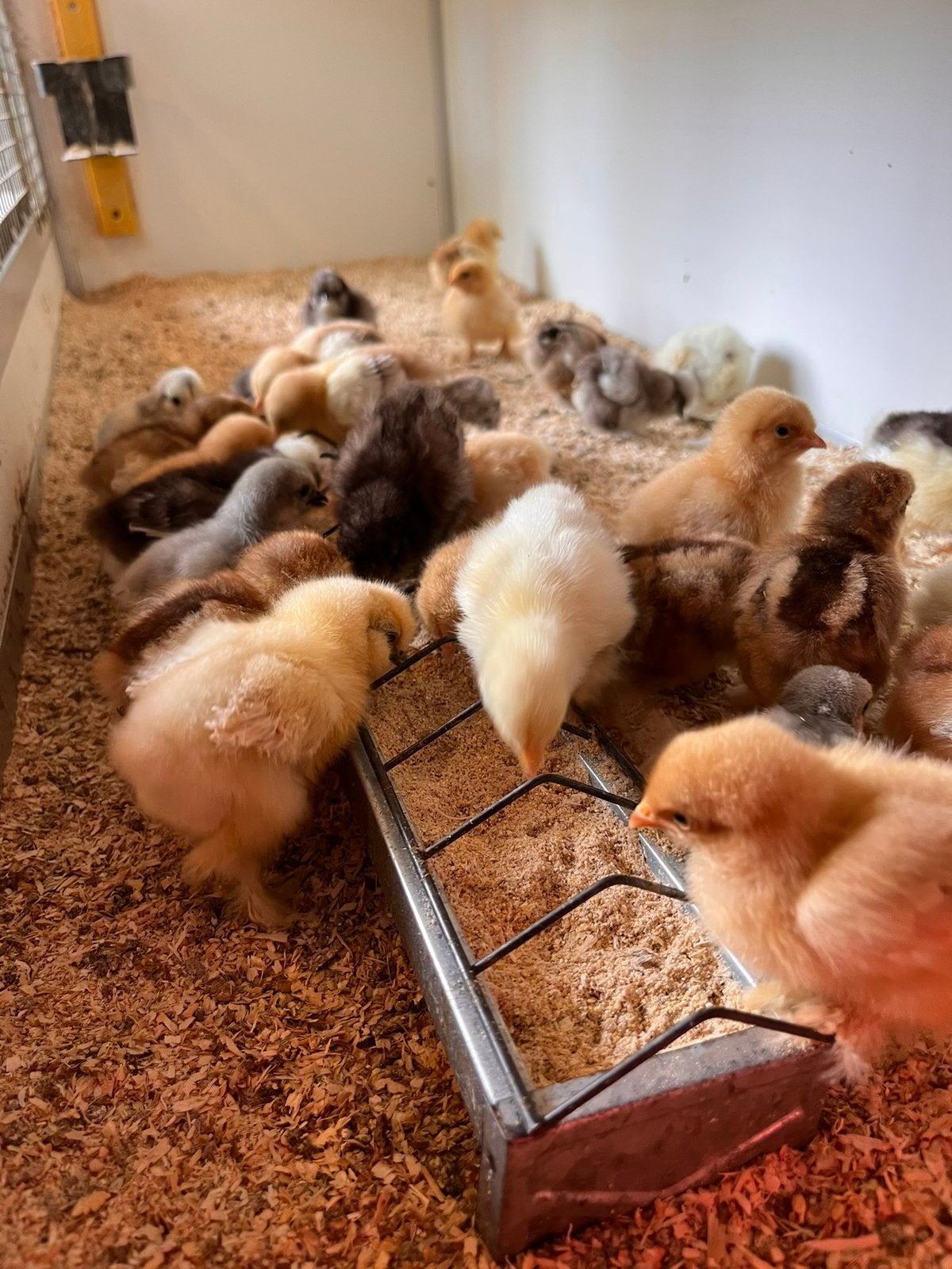 Cochin-en usa zijdehoen kuikens. Cloaca gesekst en ingeent, Vrouwelijk, Kip