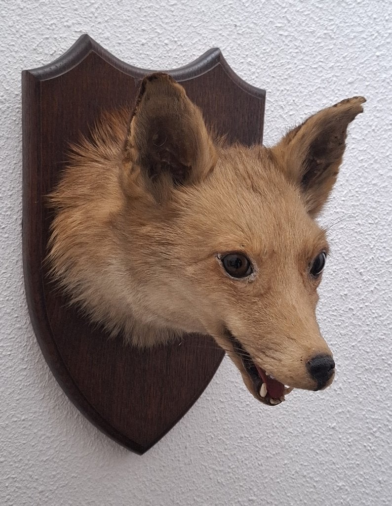 opgezette vos opgezette dieren taxidermie anatomische model, Verzamelen, Dierenverzamelingen, Gebruikt, Opgezet dier, Wild dier