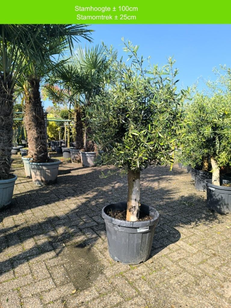 Olijfboom | Olea europaea, 100 tot 250 cm, Olijfboom, Zomer, Ophalen