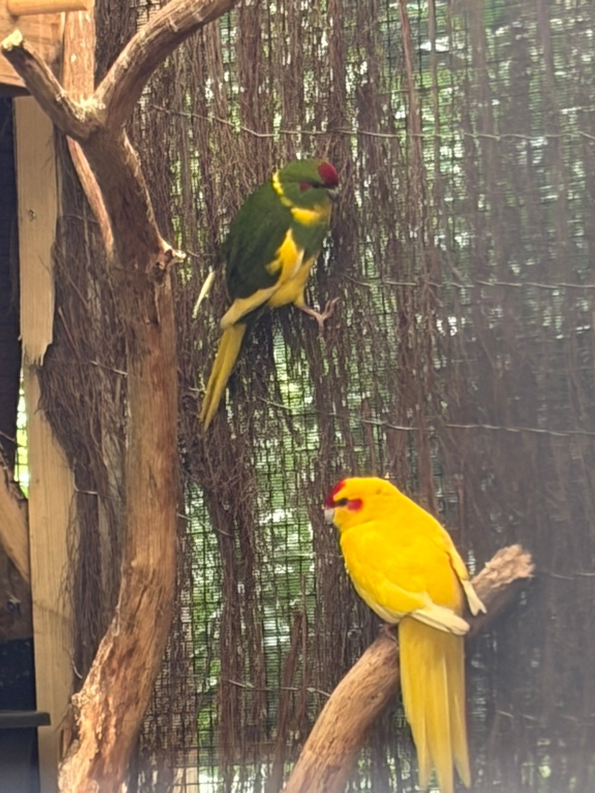 Koppel Kakariki’s, Meerdere dieren