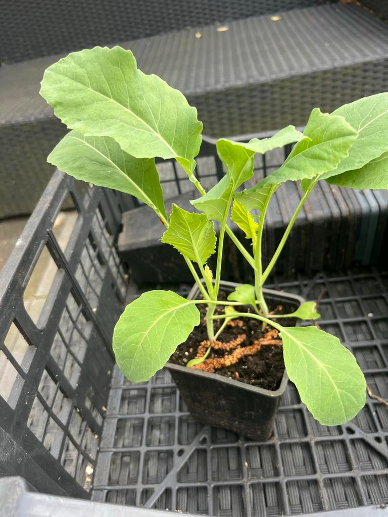 Biologische Bloemkool Plantjes 2 voor €1, Ophalen, Volle zon, Groenteplanten, Eenjarig