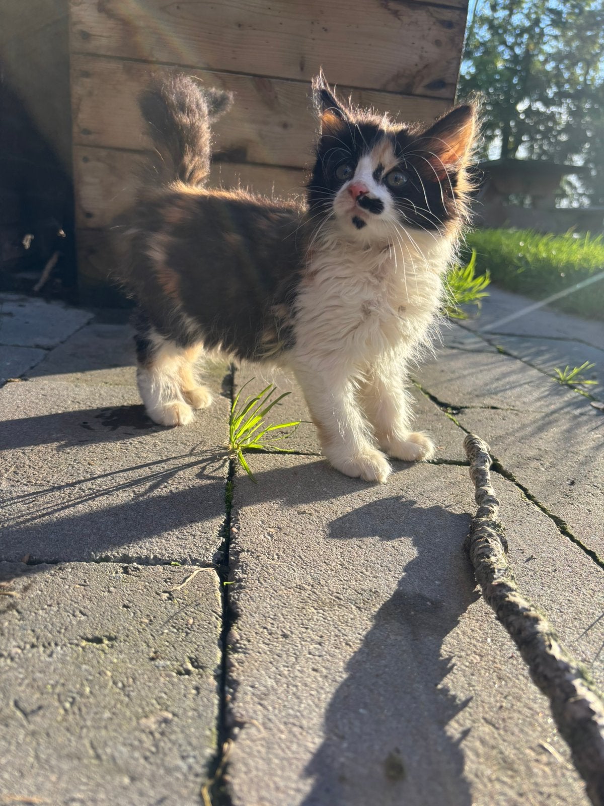 2 mooie kittens, Dieren en Toebehoren, Meerdere dieren, Langharig, 0 tot 2 jaar
