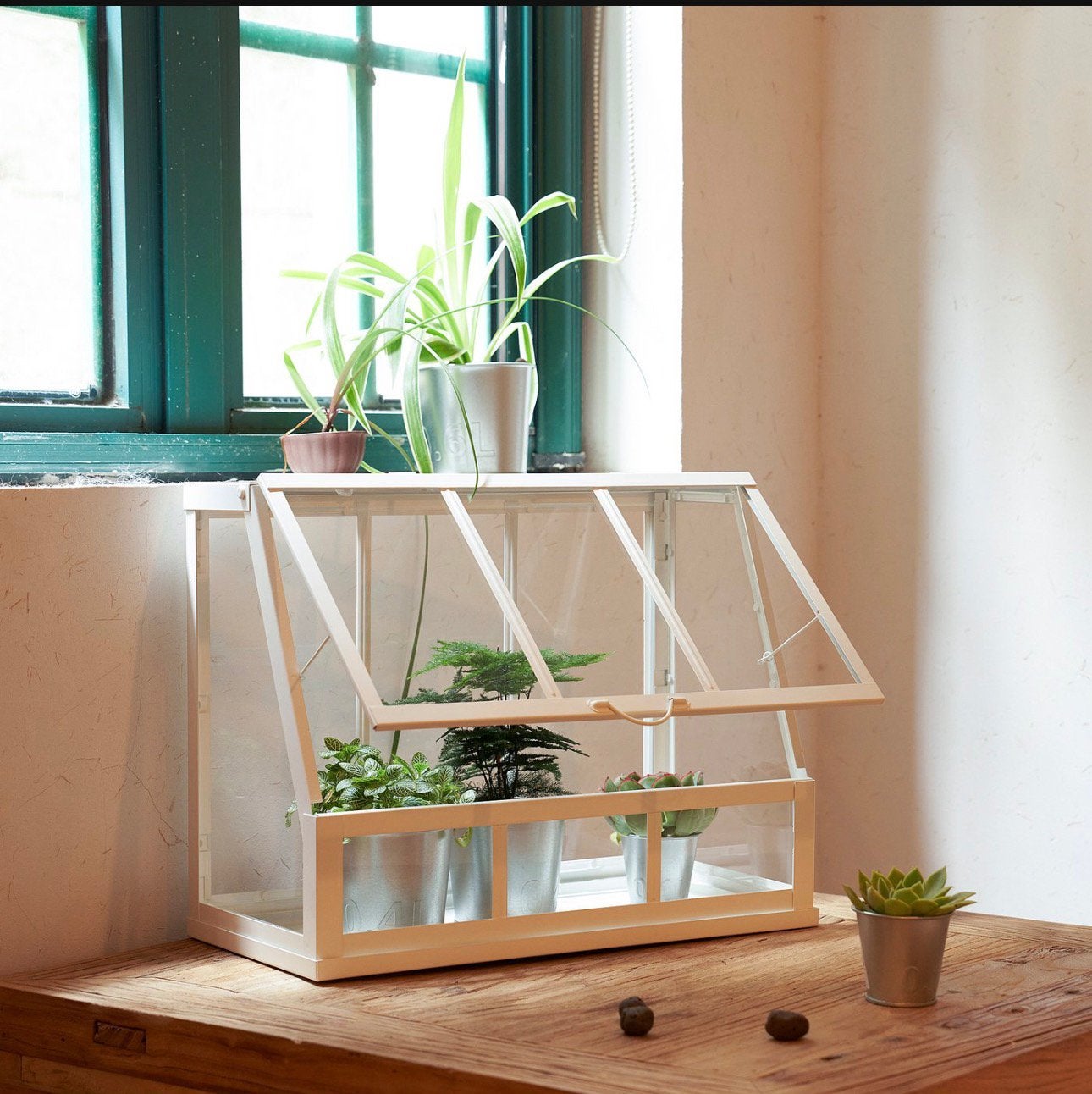 Kweekkas, Tuin en Terras, Kassen, Staal, Ophalen of Verzenden, Glas, Kweekkas