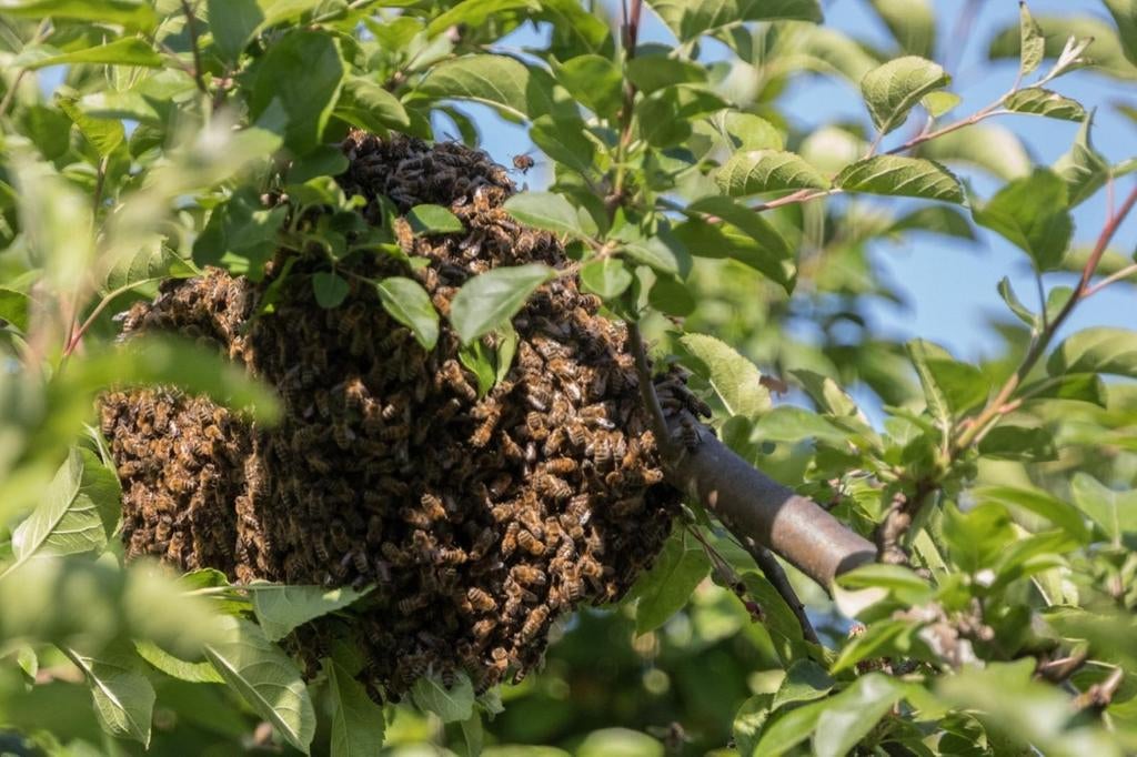 Bijen zwerm gratis, Dieren en Toebehoren, Bijen
