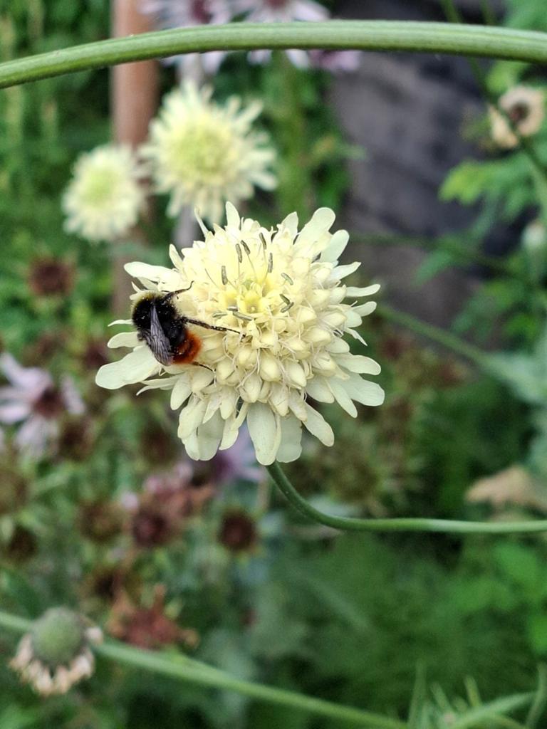 Scabiosa Cephalaria Gigantea, Tuin en Terras, Bloembollen en Zaden, Volle zon, Ophalen of Verzenden