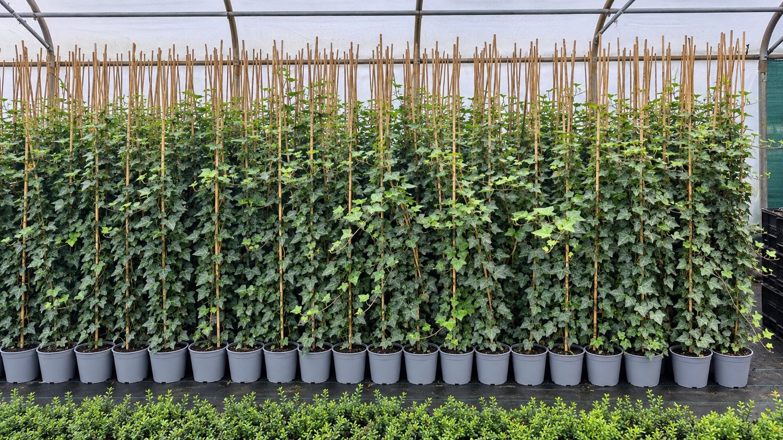 Groenblijvende klimop | Hedera Hibernica in maten, Ophalen of Verzenden, Overige soorten, 100 tot 250 cm