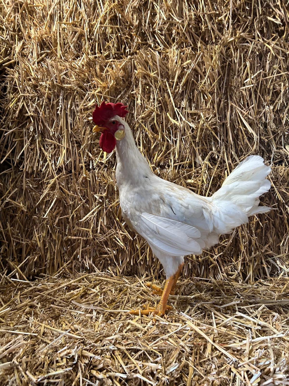 Engelse leghorn bijna aan de leg, Dieren en Toebehoren, Meerdere dieren, Kip