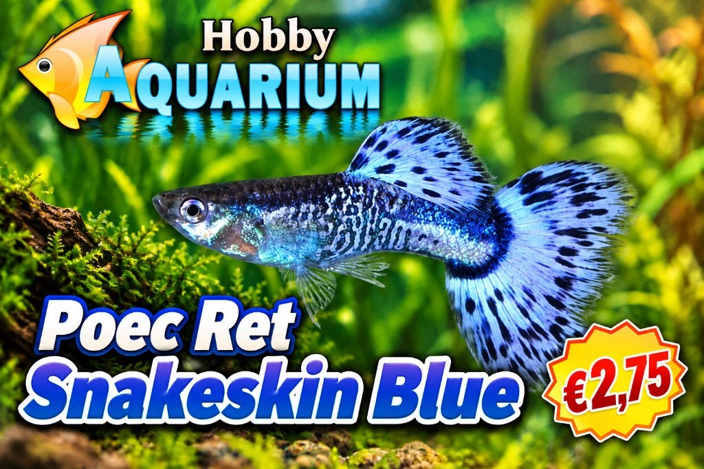 Hobbyaquarium Zat 26 September 10/17 uur overzicht aktie, Vis, Zoetwatervis, Schoolvis