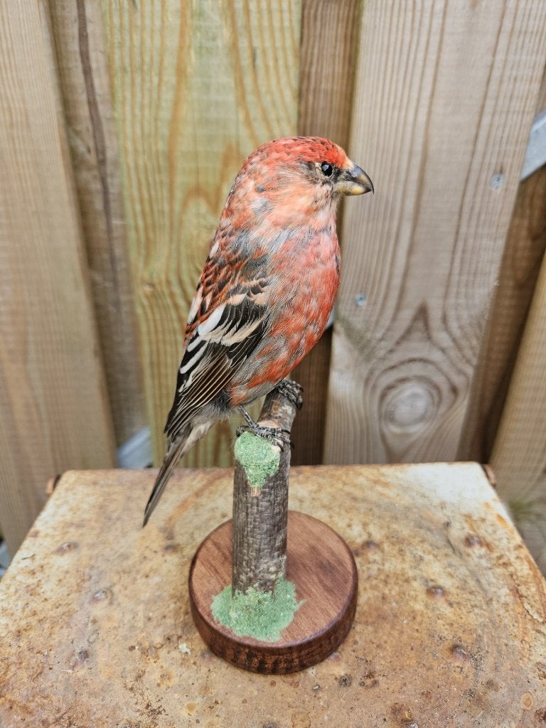 Prachtige nieuw opgezette Haakbek ( man ), Ophalen of Verzenden, Nieuw, Vogel, Opgezet dier