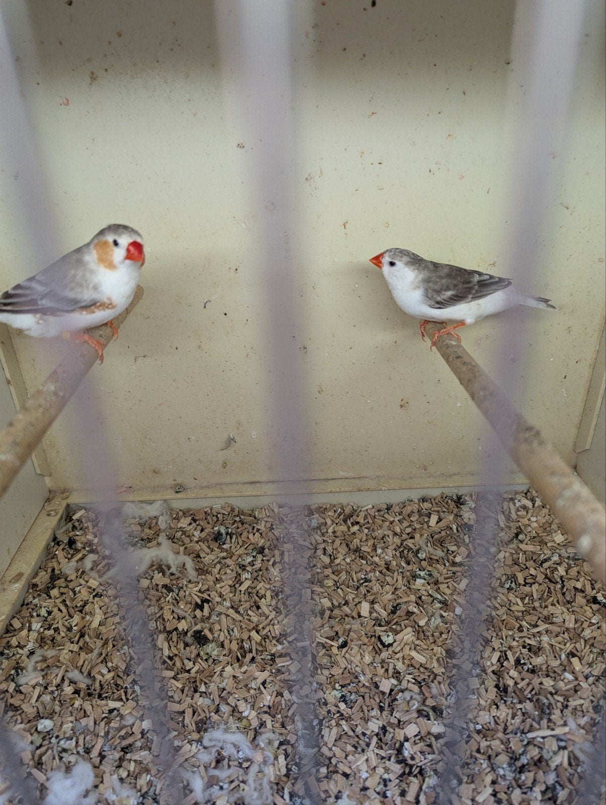 ZEBRAVINKEN nog 3 koppels, Dieren en Toebehoren, Meerdere dieren, Tropenvogel