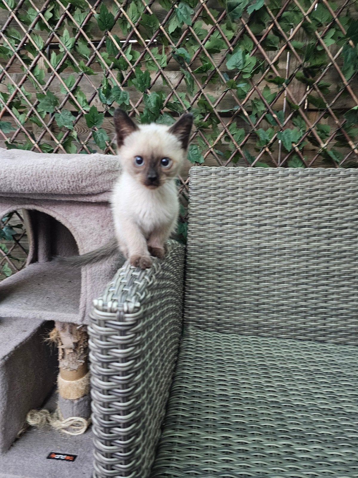 Ragdoll Kittens, Dieren en Toebehoren, Katten en Kittens | Raskatten | Langhaar