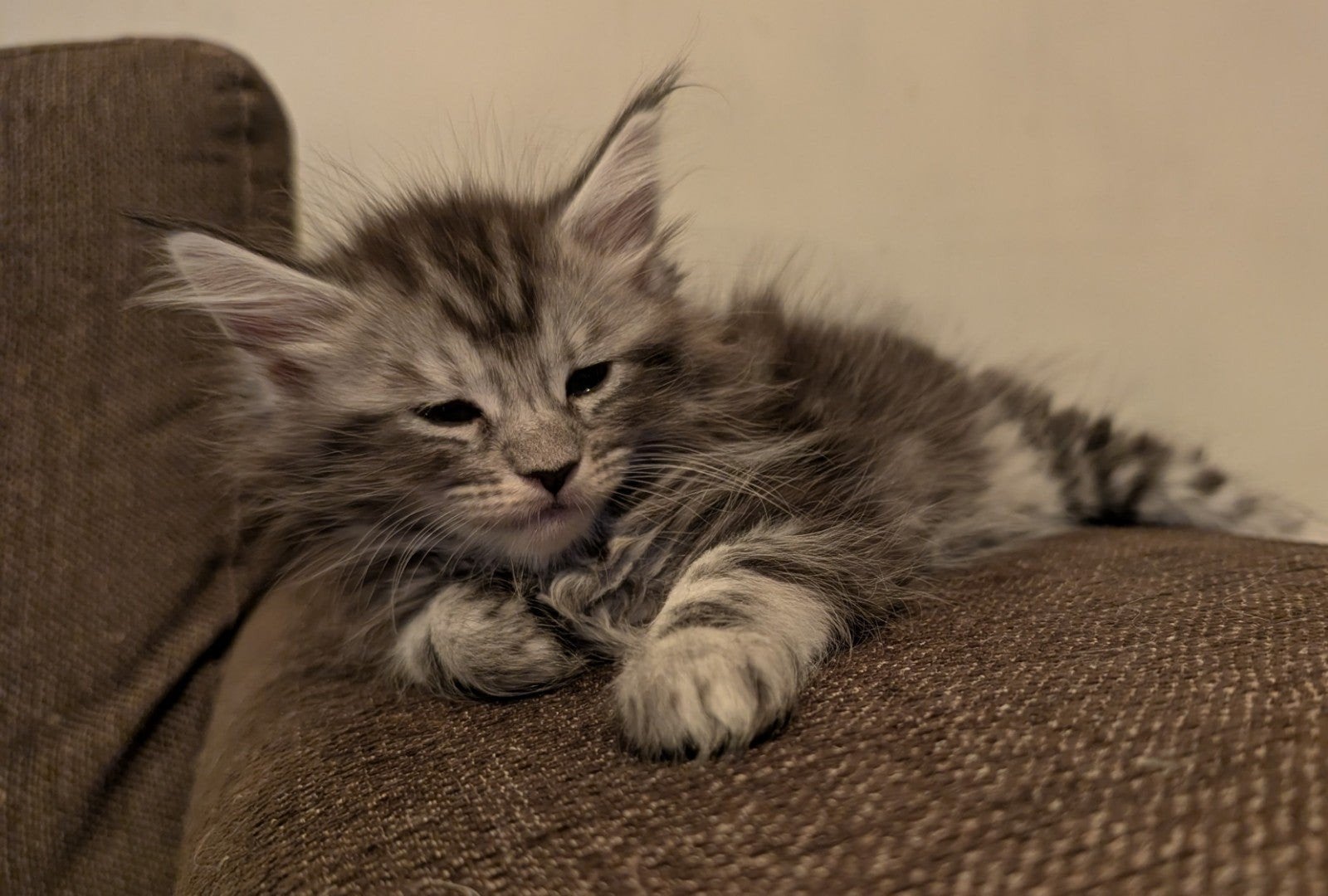 maine coon kittens, Meerdere dieren