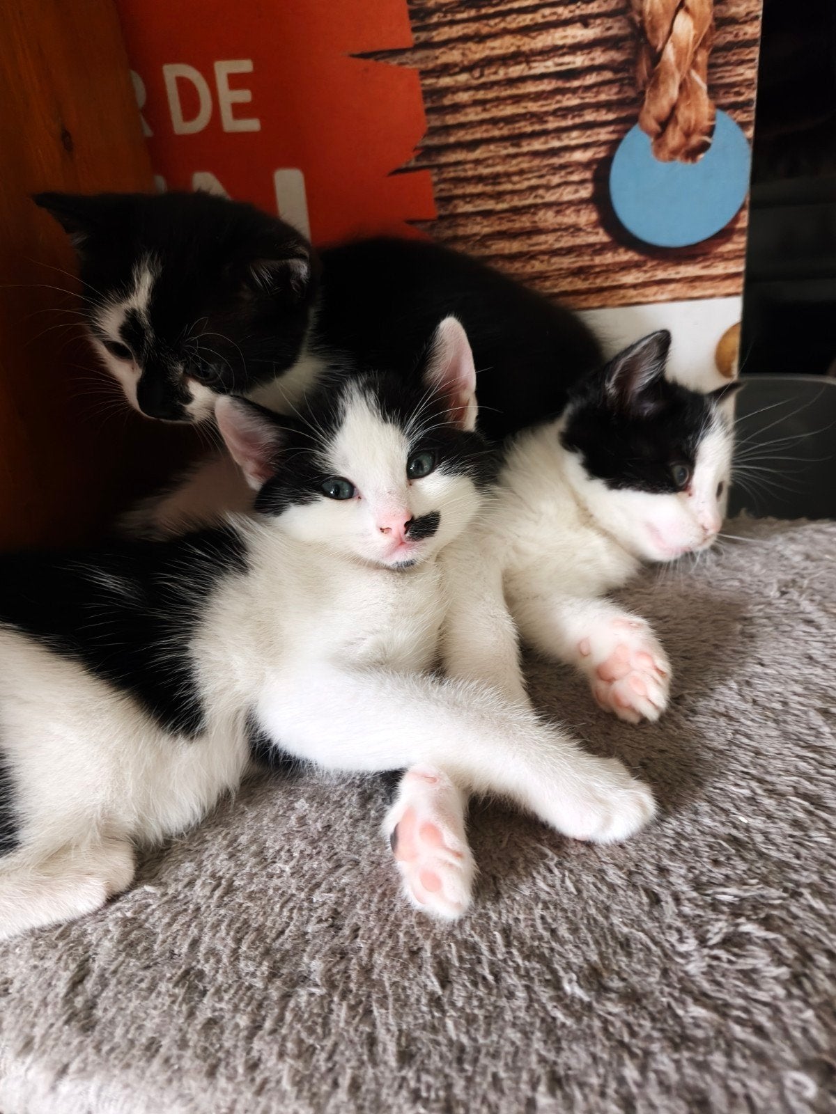 Nestje lieve speelse kittens, Dieren en Toebehoren, Meerdere dieren, Kortharig, 0 tot 2 jaar