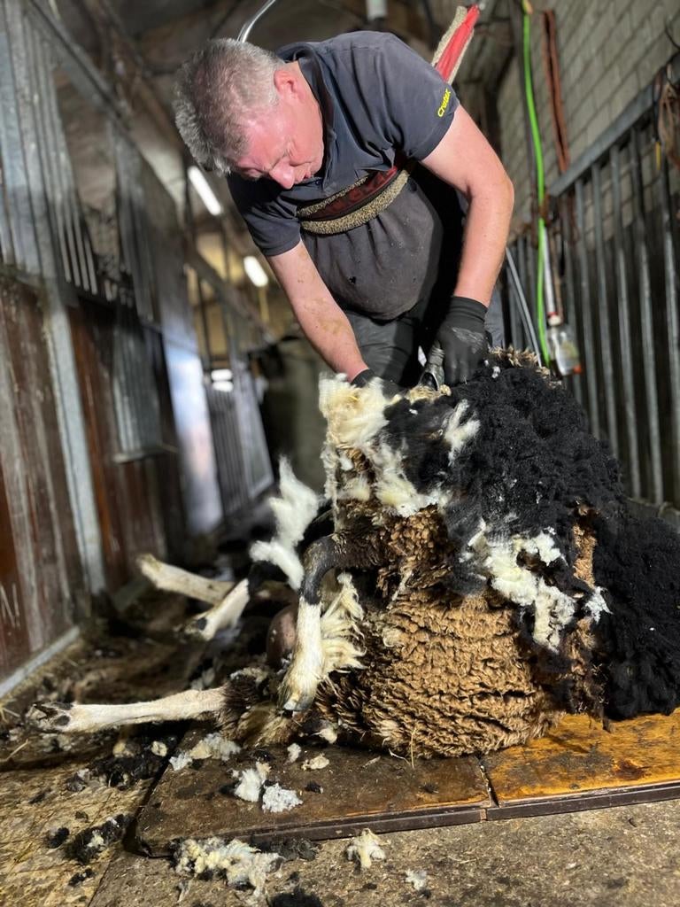 Schapen., Dieren en Toebehoren