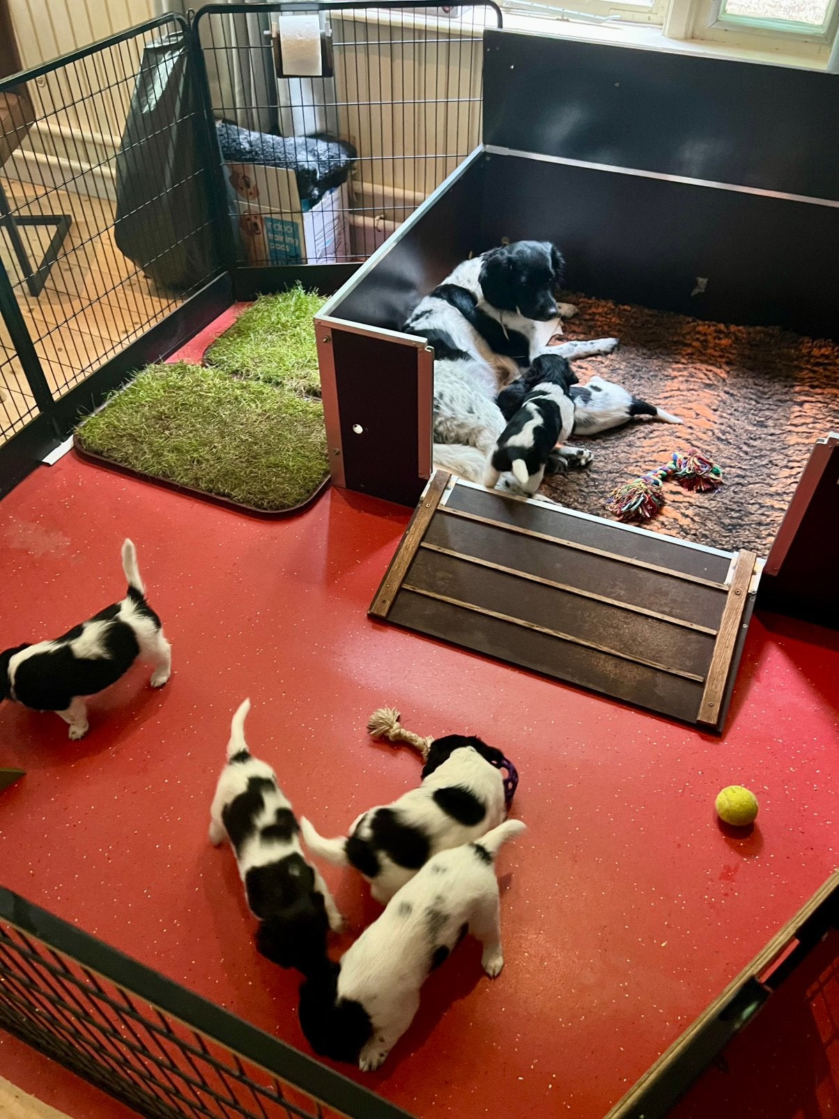 Honden Werpkist te Huur, Ophalen, 110 cm of meer, Minder dan 65 cm