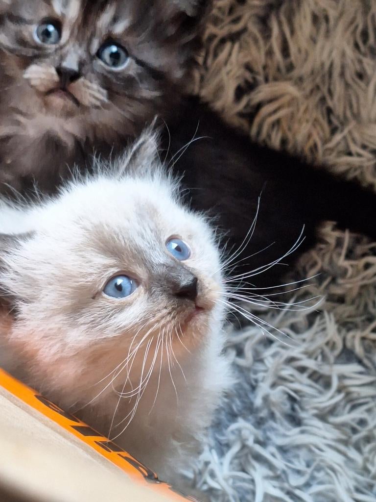 Nog 2 jonge katertjes ragdoll/ main coon, Dieren en Toebehoren, Katten en Kittens | Raskatten | Langhaar, Kater