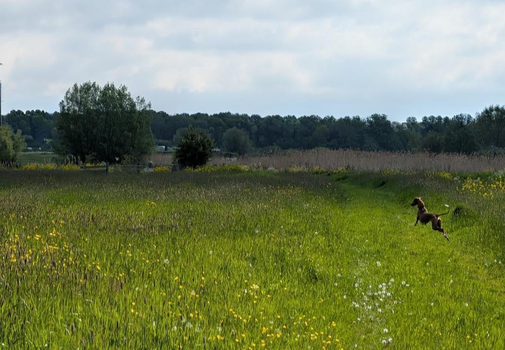 Weiland gezocht, Dieren en Toebehoren, Weidegang