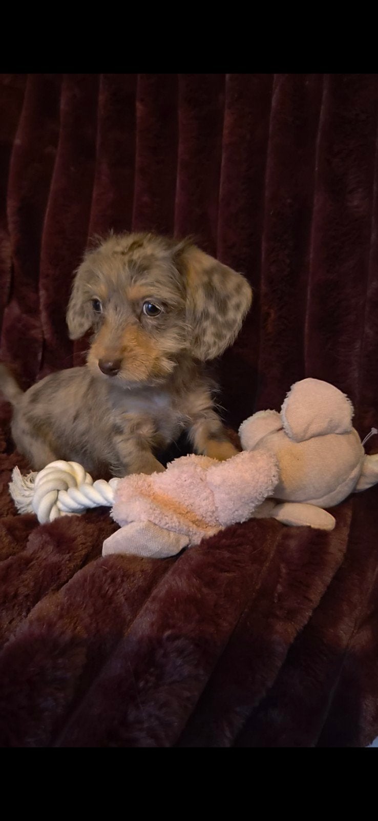 Ruwharige Dwergteckel puppy's, Dieren en Toebehoren, 8 tot 15 weken, Dwerg, Meerdere, Meerdere dieren