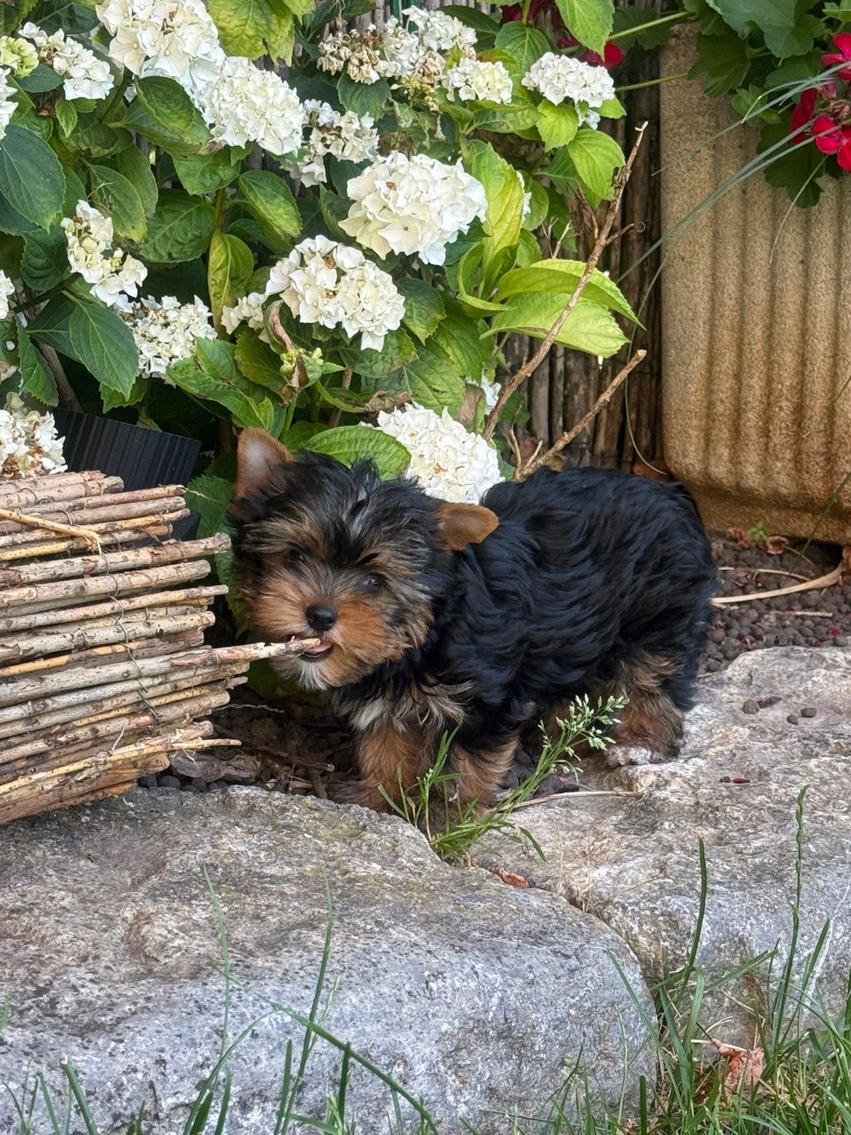 Yorkshire terrier pups, België, 15 weken tot 1 jaar, Meerdere, Meerdere dieren