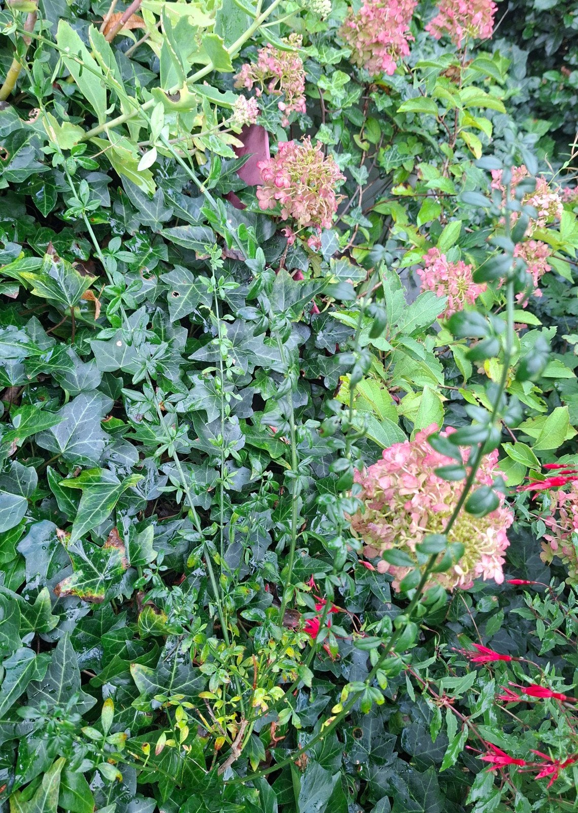 Jonge Winterjasmijn Struik, Tuin en Terras, Ophalen, Overige soorten, Halfschaduw