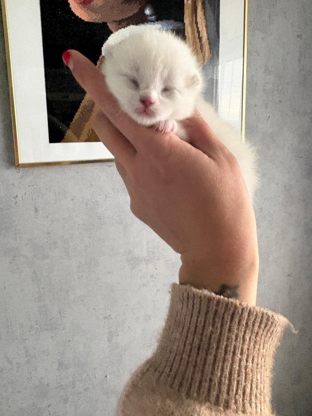 kitten, Dieren en Toebehoren, Katten en Kittens | Overige Katten, Poes