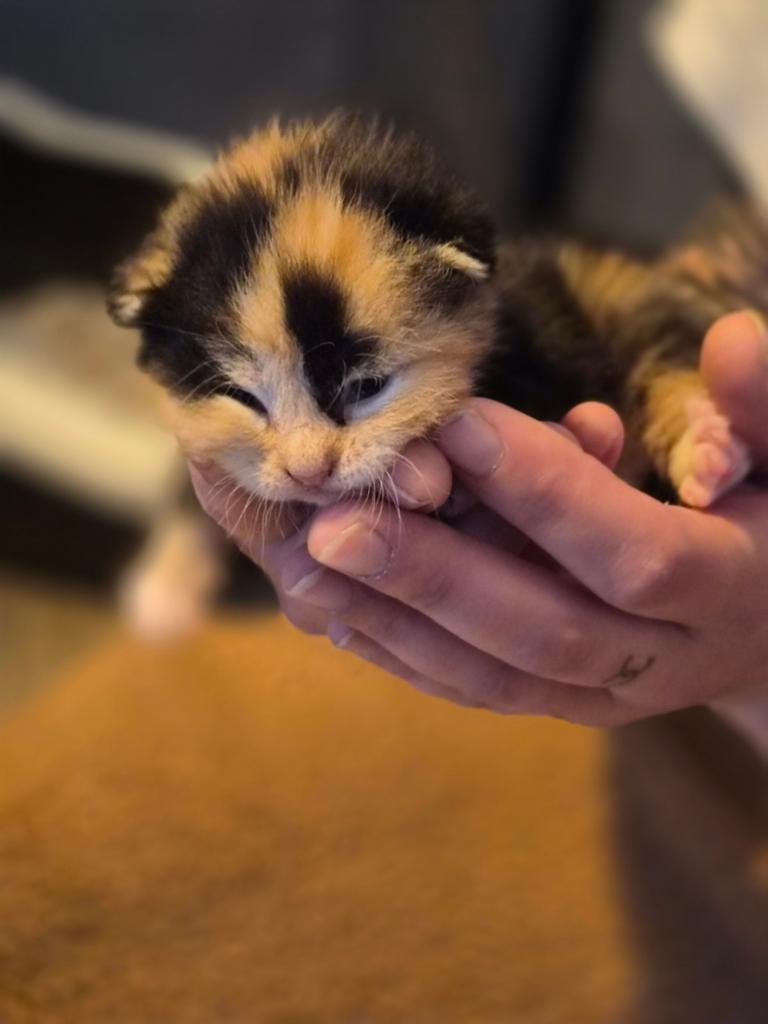 Kittens geweldig mooi nestje., Meerdere dieren, Ontwormd, 0 tot 2 jaar