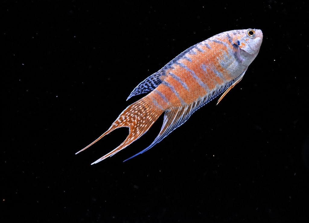 Paradijsvis blauw – Macropodus opercularis, Vis, Zoetwatervis