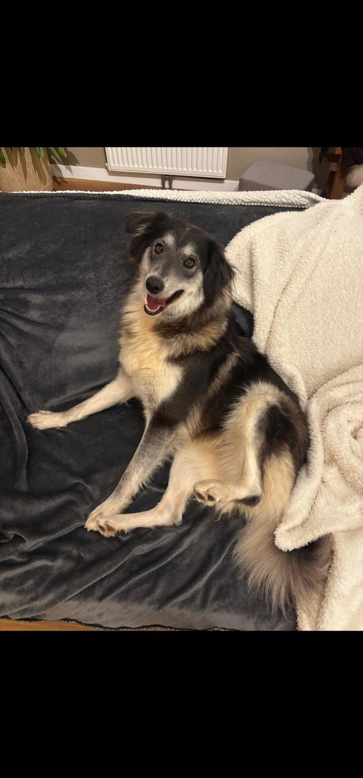 super lieve hond (Nova)zoekt een blijvend huisje ♡, Dieren en Toebehoren, Honden | Niet-rashonden, Particulier, 1 tot 2 jaar, Buitenland